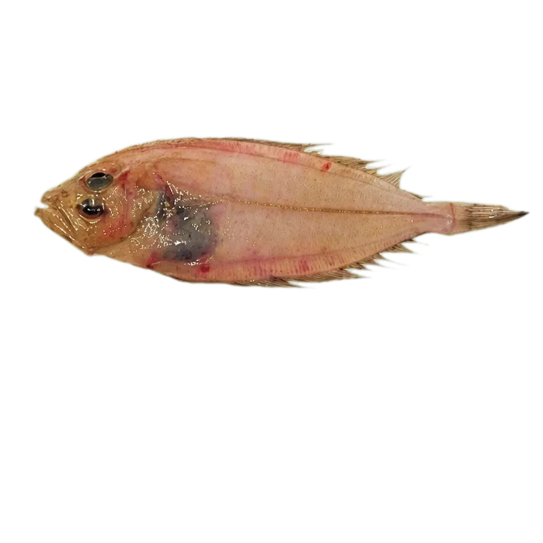 whiff (Lepidorhombus whiffiagonis) specimen