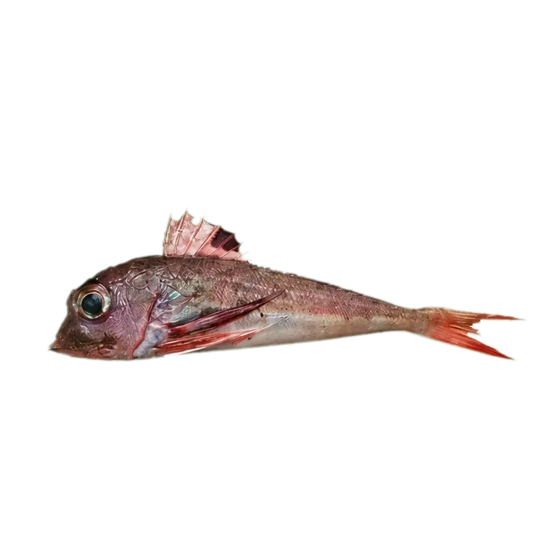 Gurnard (Lepidotrigla abyssalis) specimen