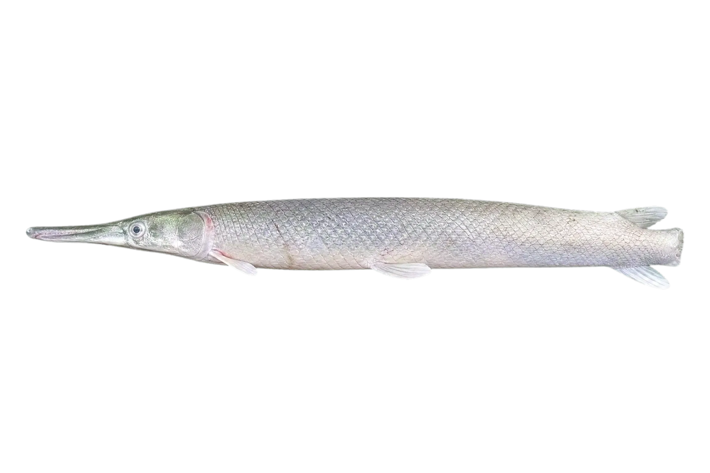 Shortnose gar (Lepisosteus platostomus) specimen