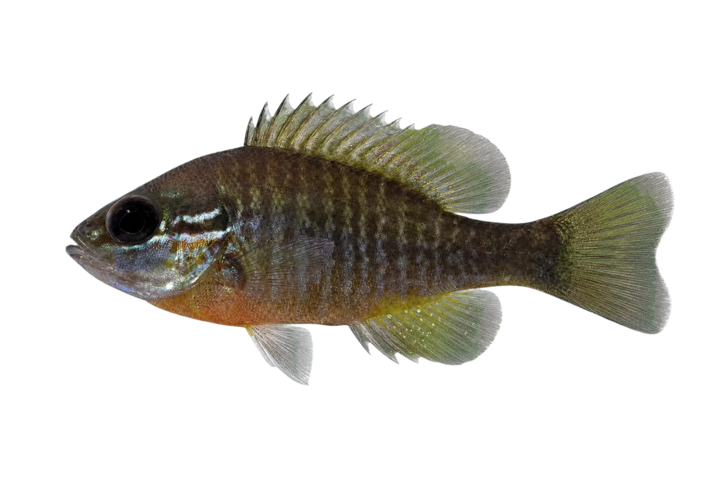 redbreast sunfish (Lepomis auritus) specimen
