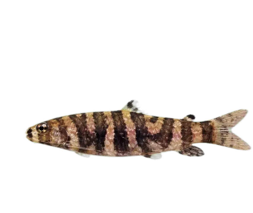 Lipstick leporinus (Leporinus arcus) specimen