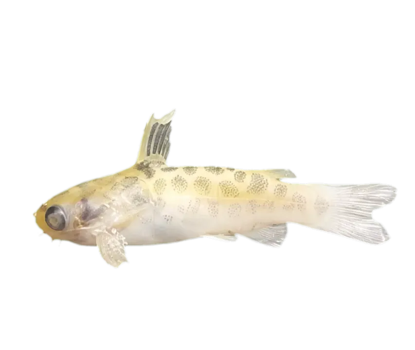 Leptodoras cataniai (Leptodoras cataniai) specimen
