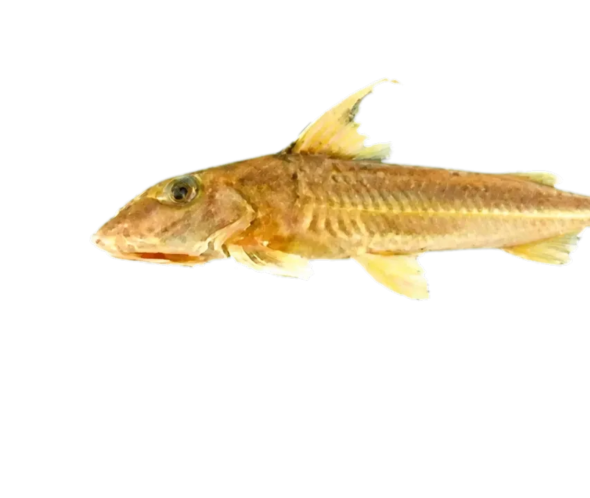 Leptodoras hasemani (Leptodoras hasemani) specimen
