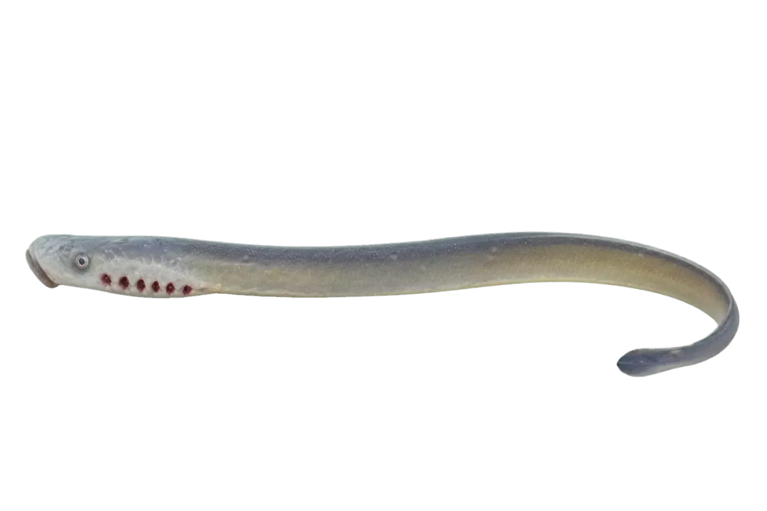 arctic lamprey (Lethenteron camtschaticum) specimen