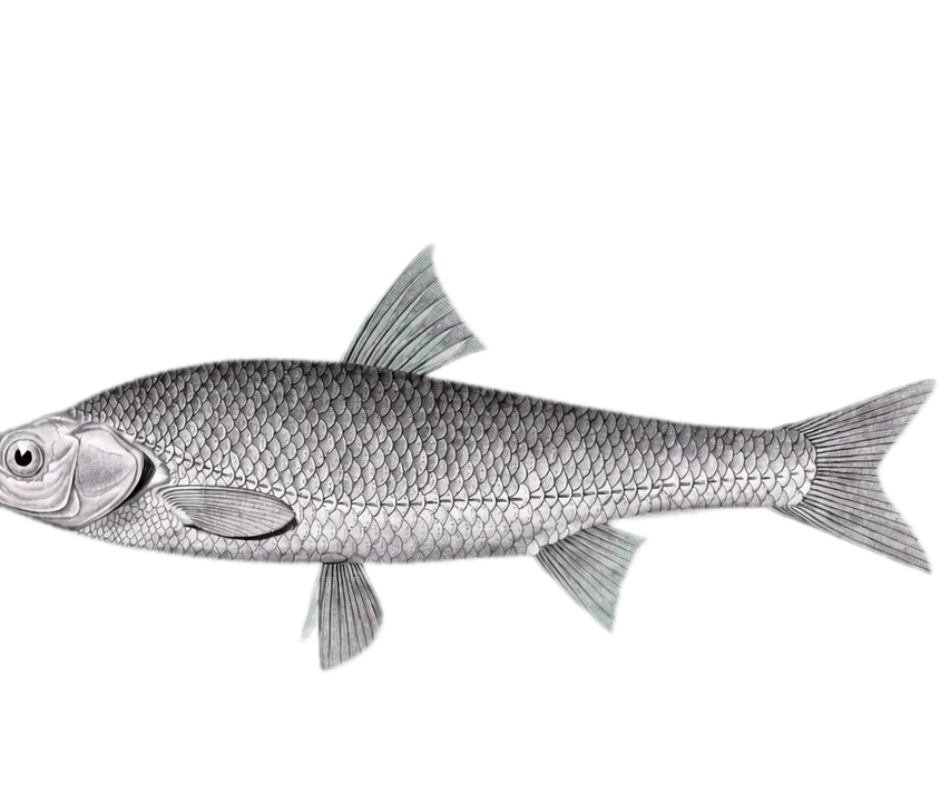 Amur ide (Leuciscus waleckii) specimen