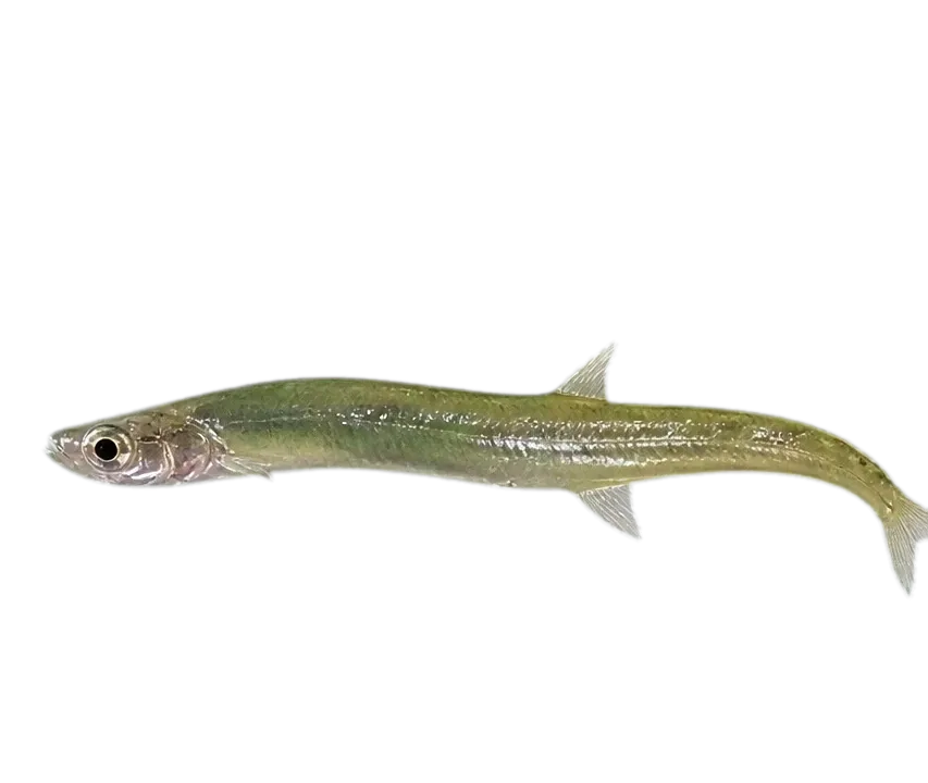 California grunion (Leuresthes tenuis) specimen