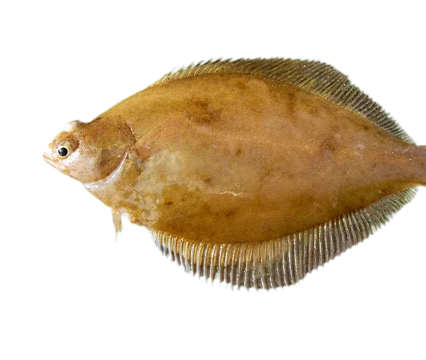Sakhalin sole (Limanda sakhalinensis) specimen