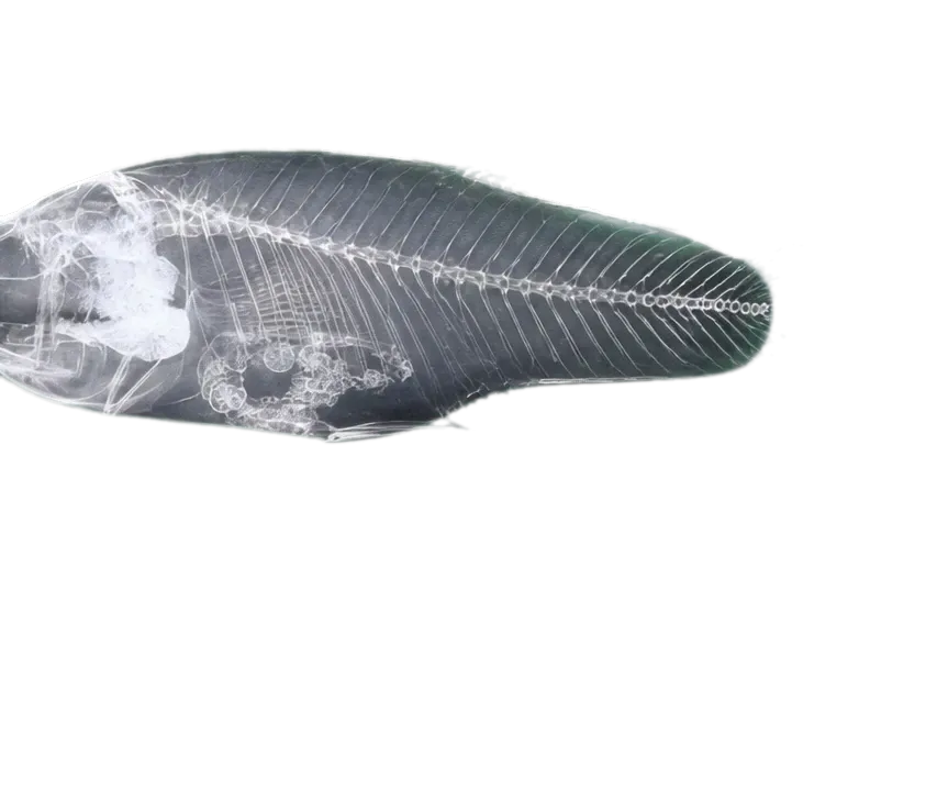 Blotched limia (Limia fuscomaculata) specimen