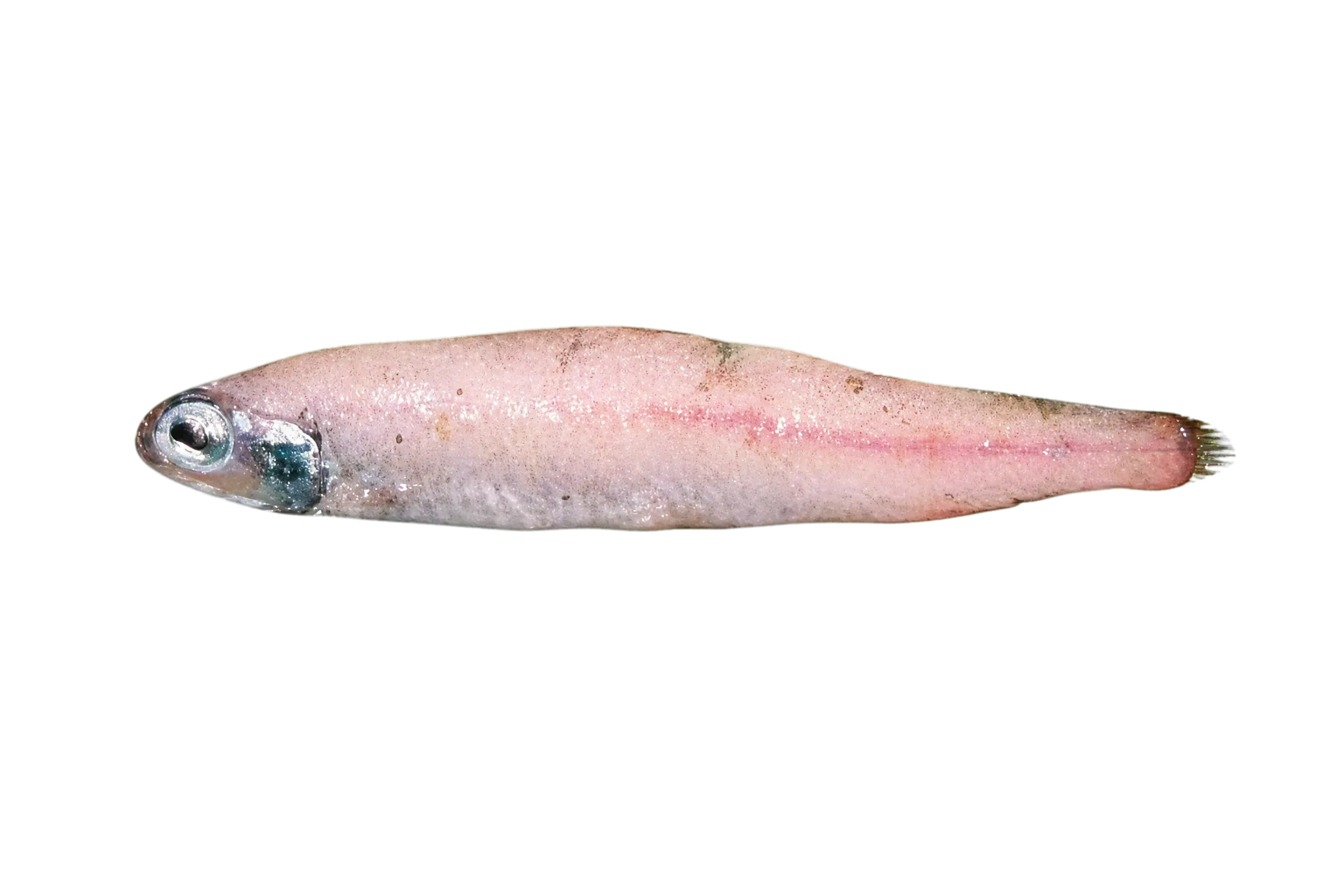 Eared blacksmelt (Lipolagus ochotensis) specimen