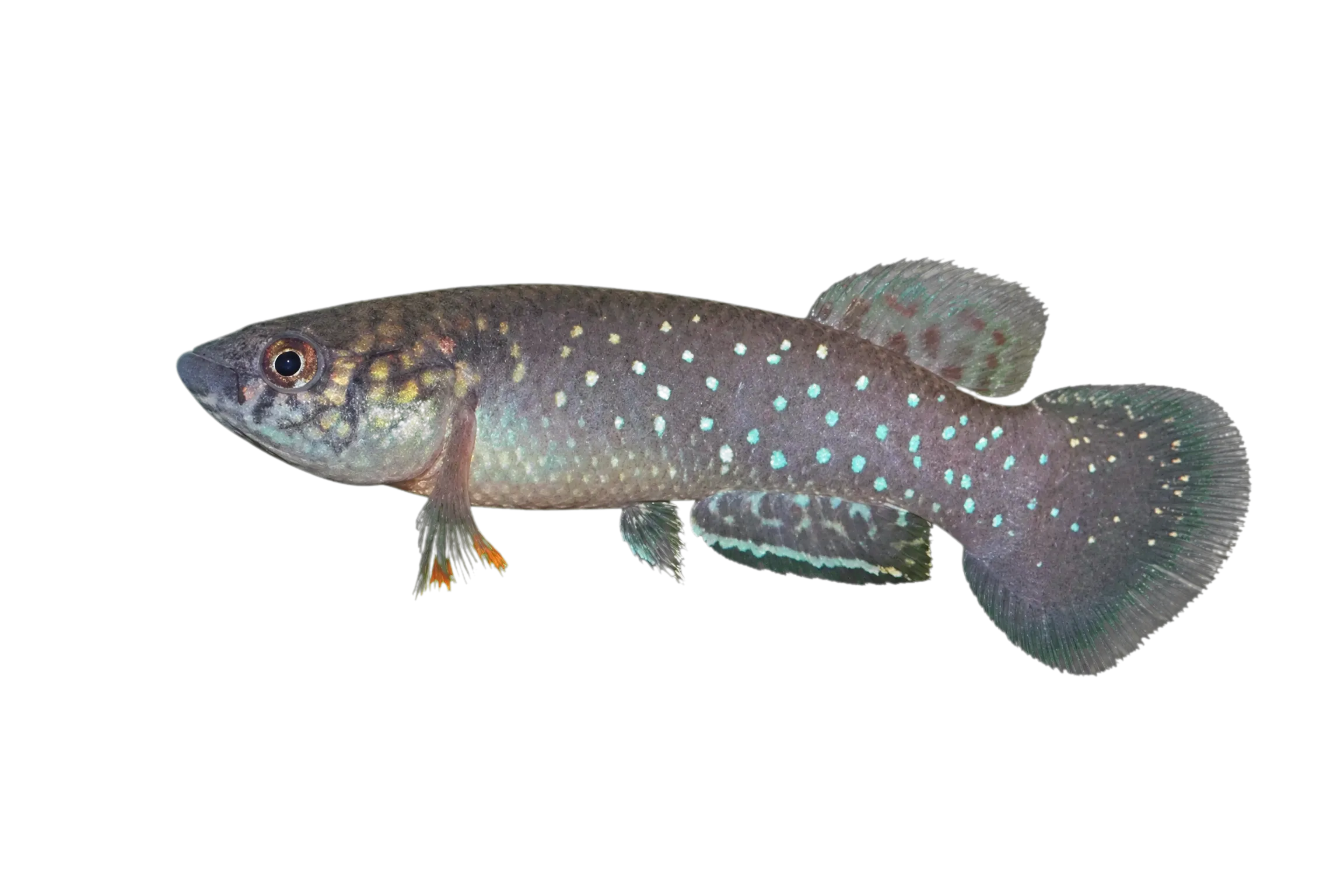 Llanolebias stellifer (Llanolebias stellifer) specimen