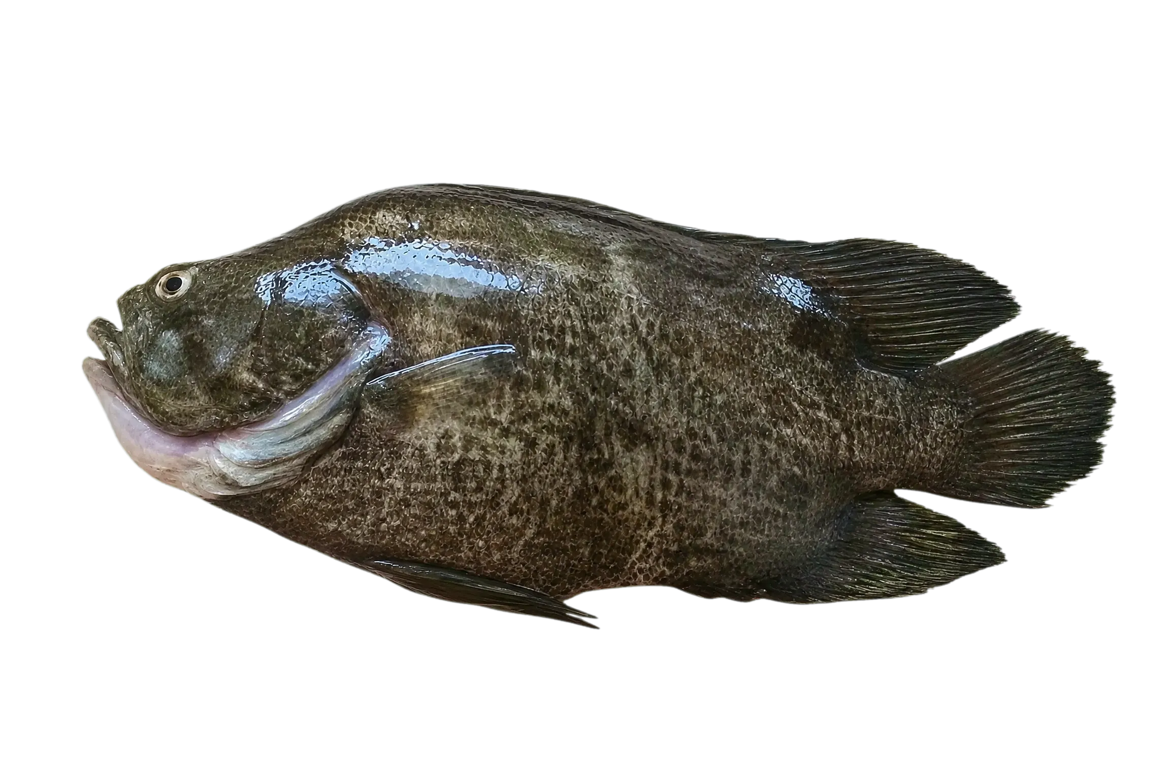 tripletail (Lobotes surinamensis) specimen