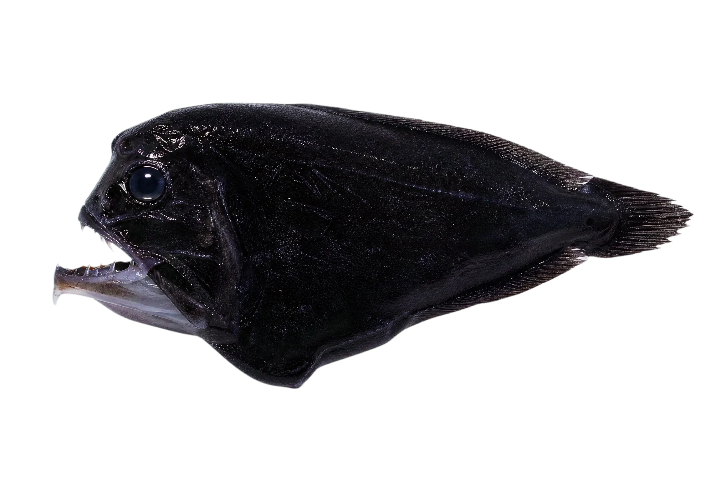 whalehead dreamer (Lophodolos acanthognathus) specimen