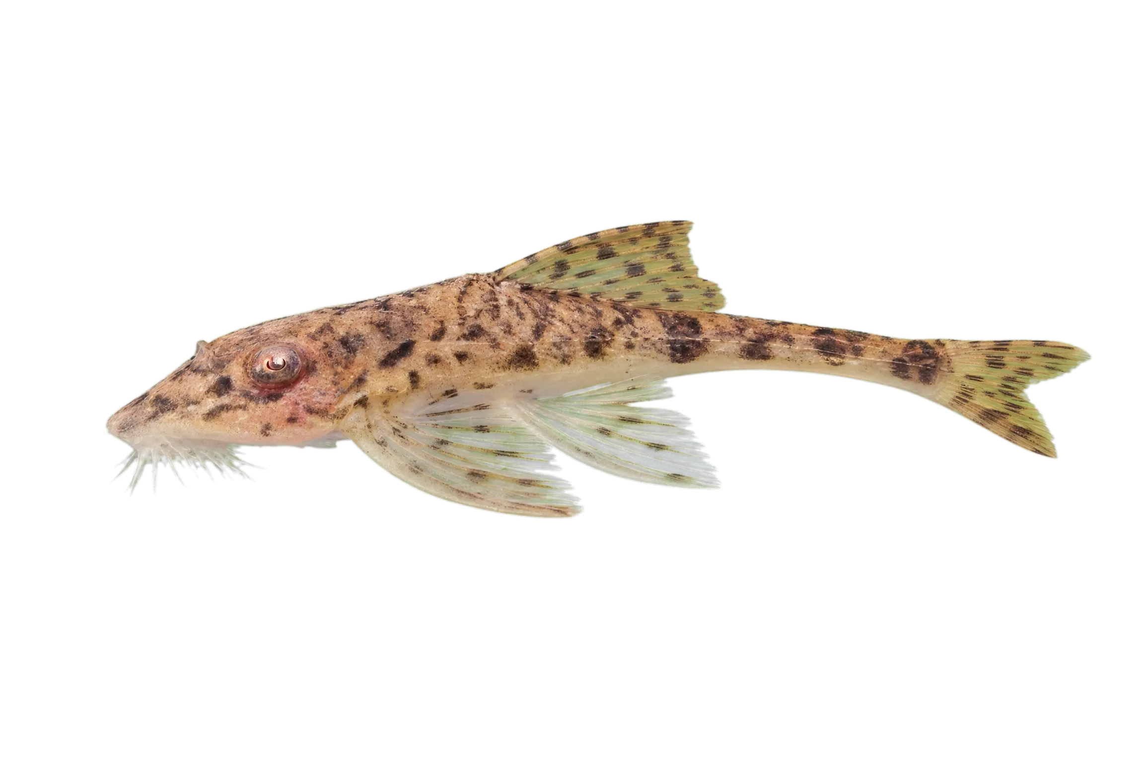 Surinam Whiptail Catfish (Loricaria nickeriensis) specimen