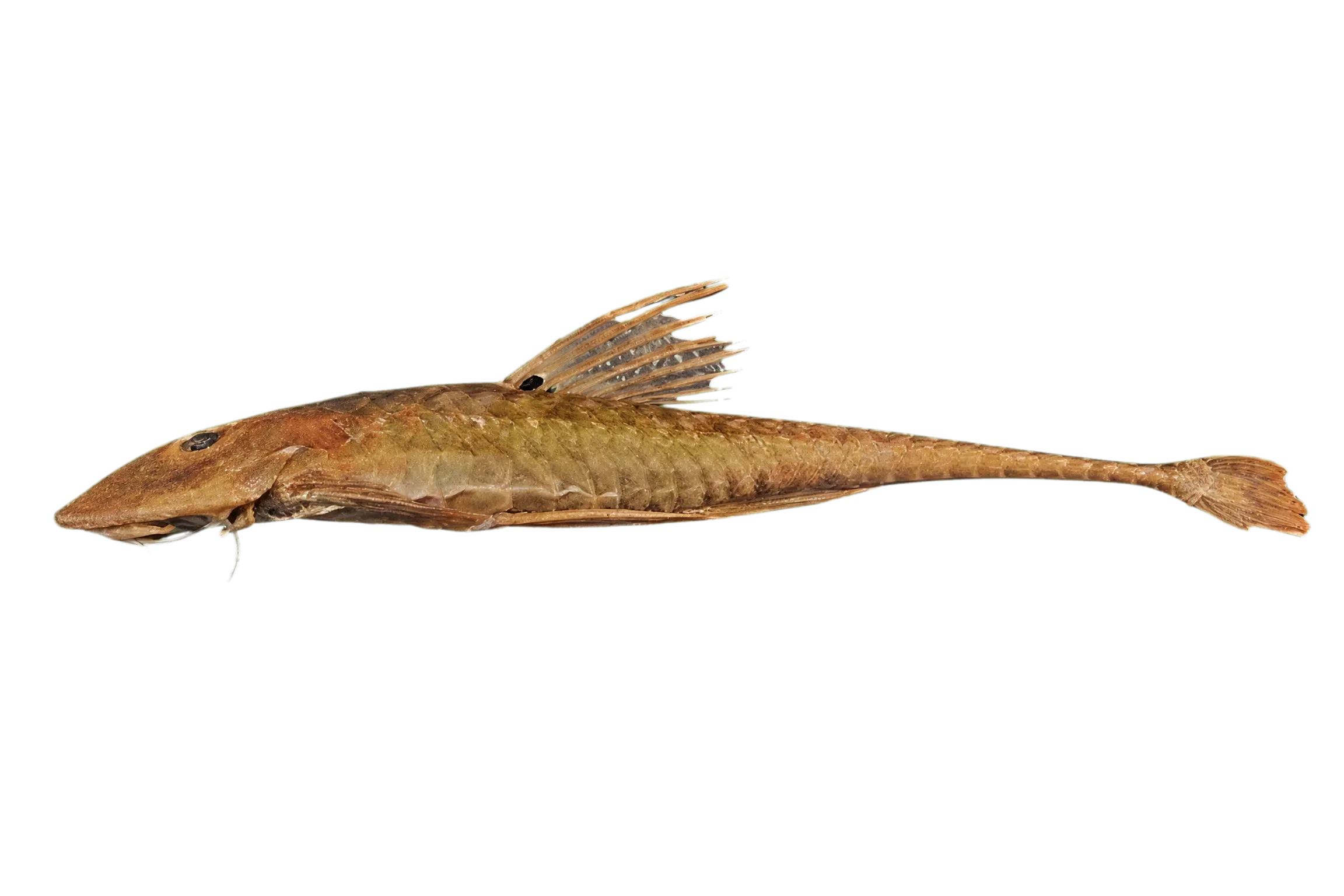 Catfish (Loricariichthys maculatus) specimen