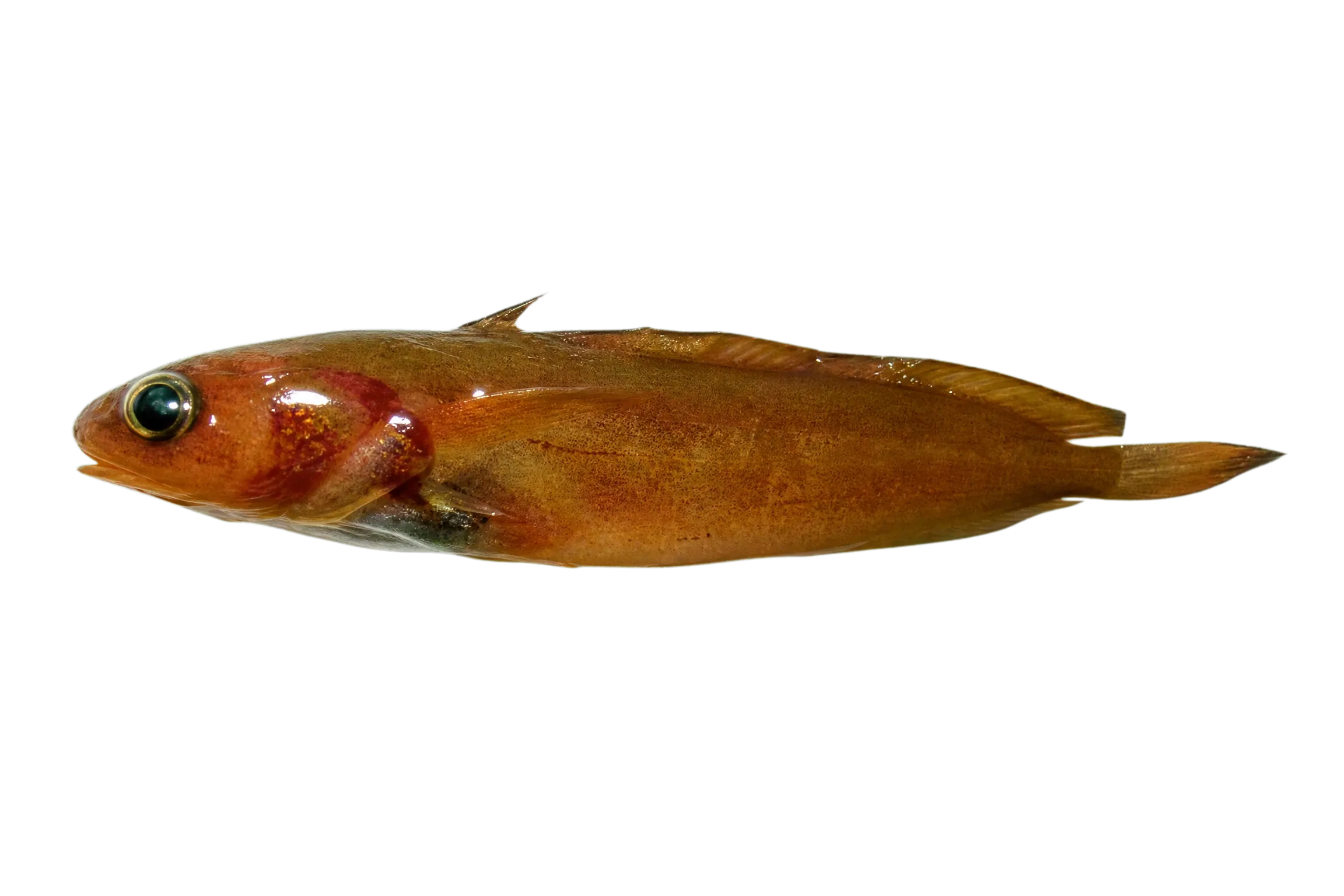 Beardie (Lotella phycis) specimen