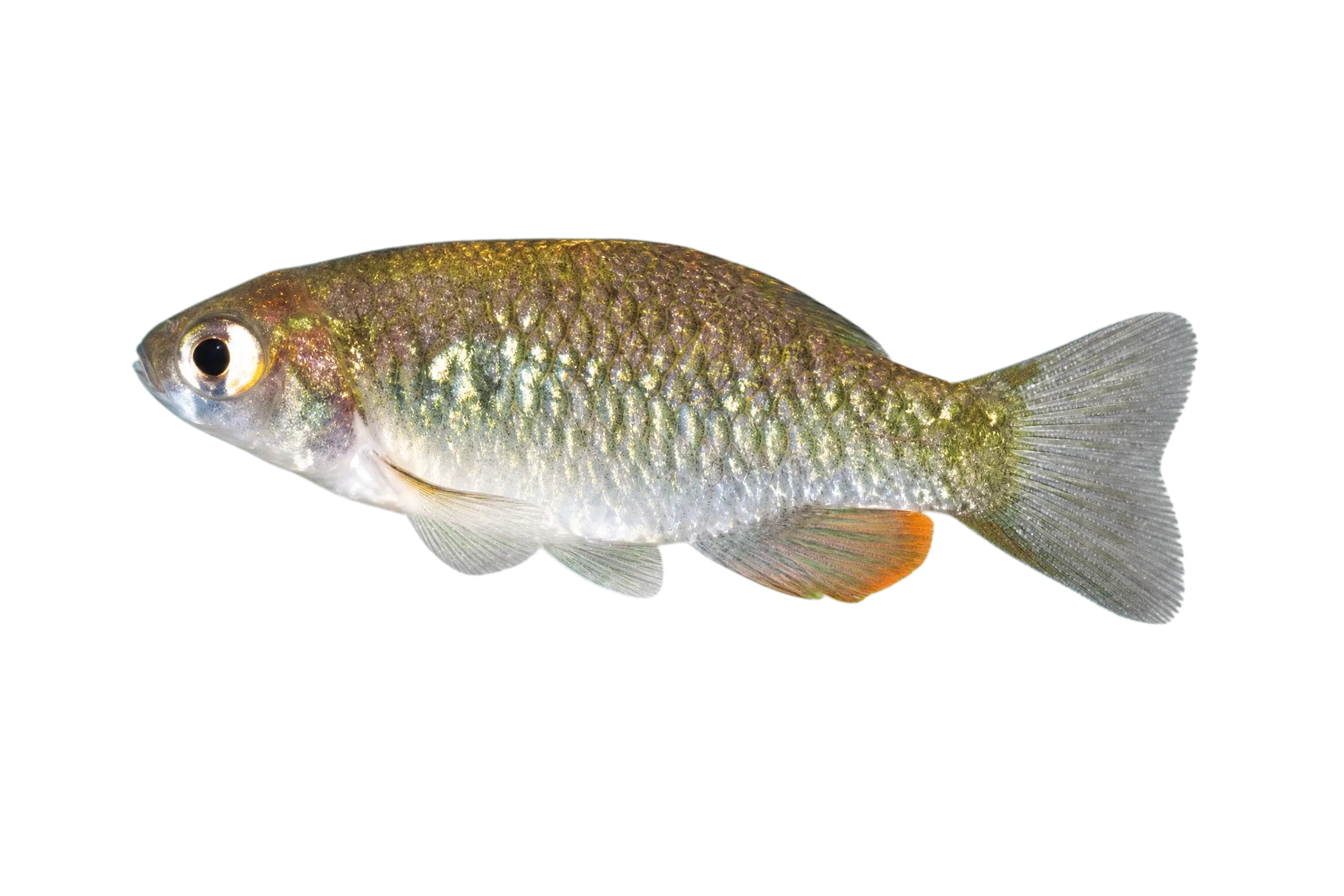 rainwater killifish (Lucania parva) specimen