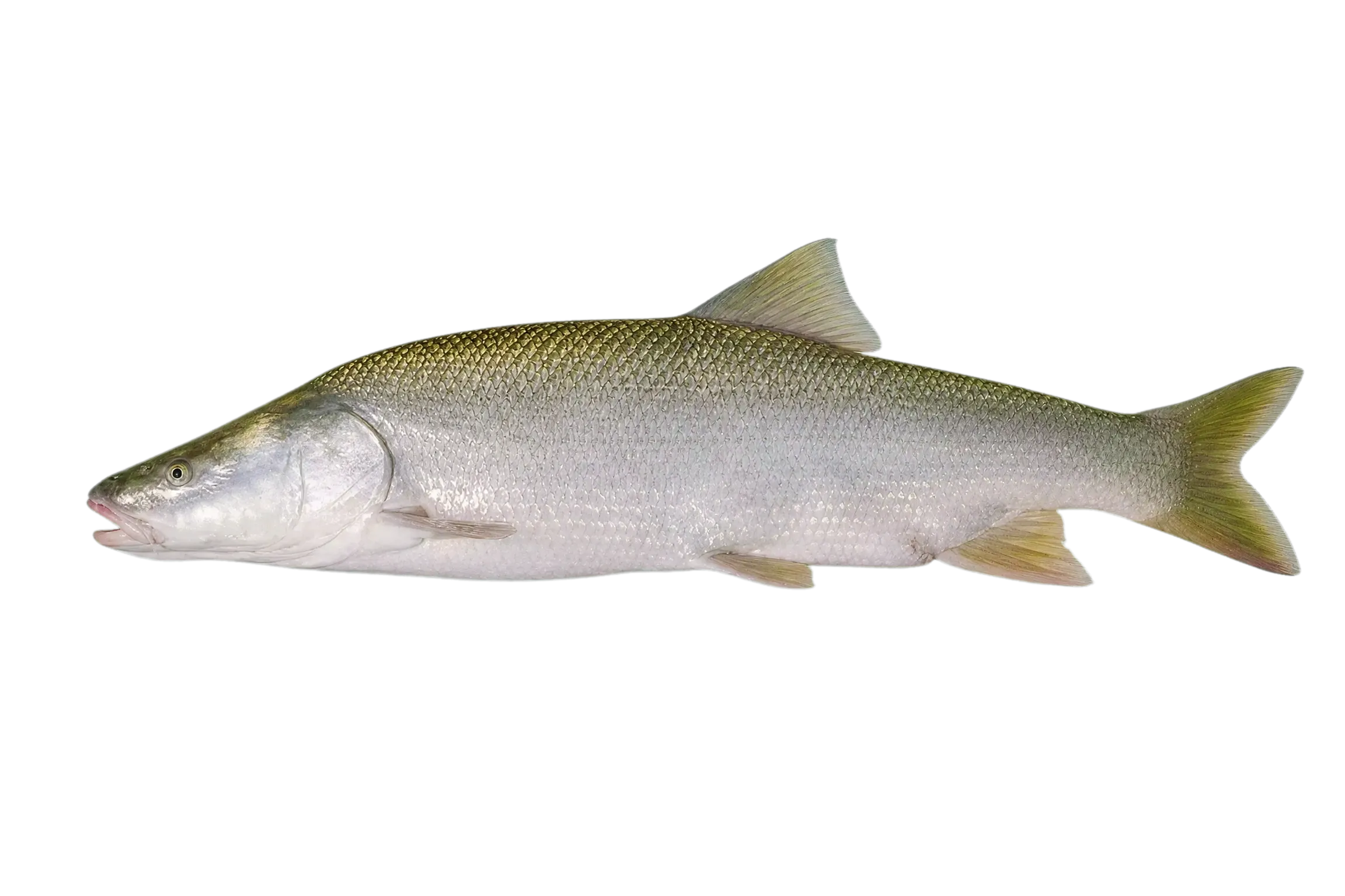 Mangar (Luciobarbus esocinus) specimen