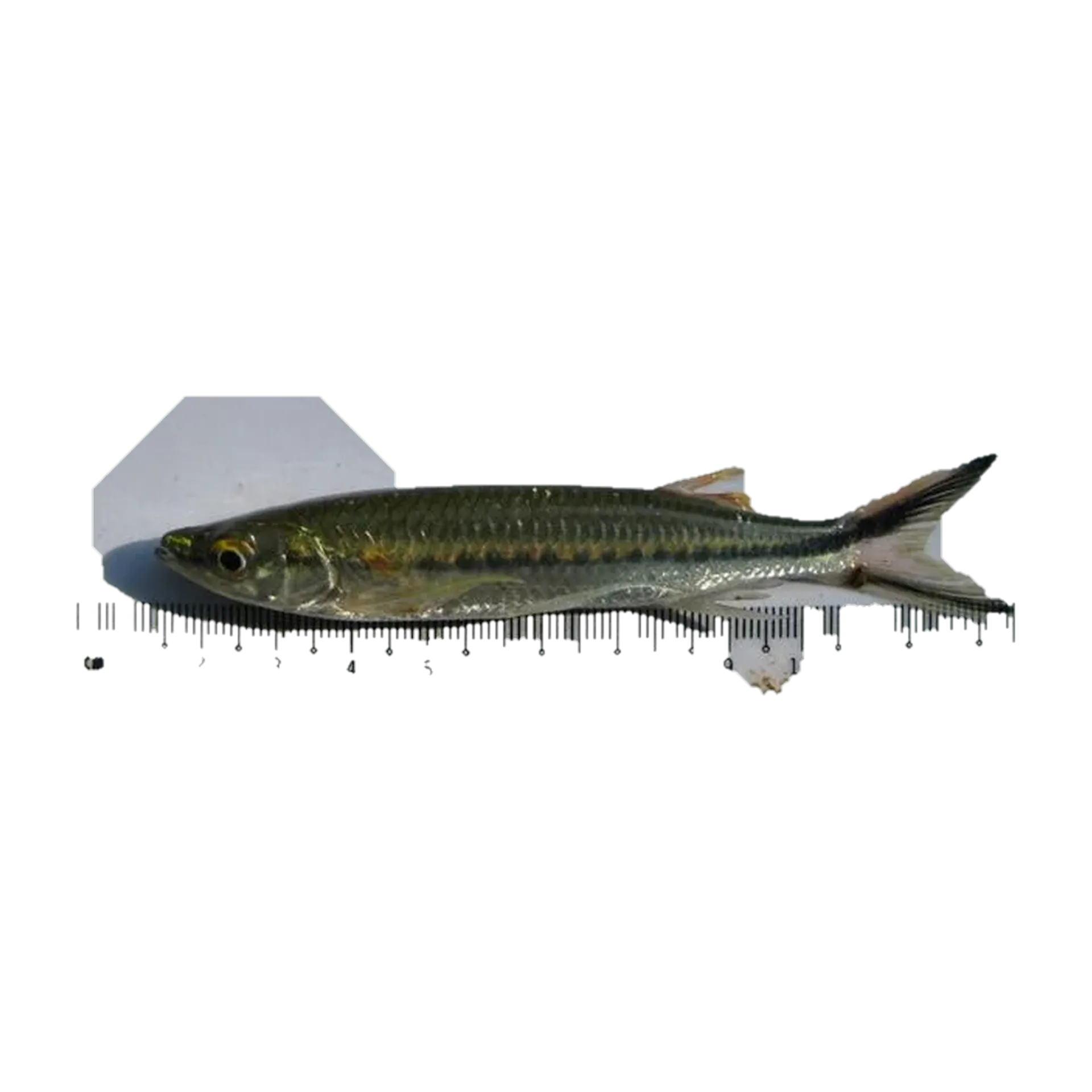 Apollo sharkminnow (Luciosoma setigerum) specimen