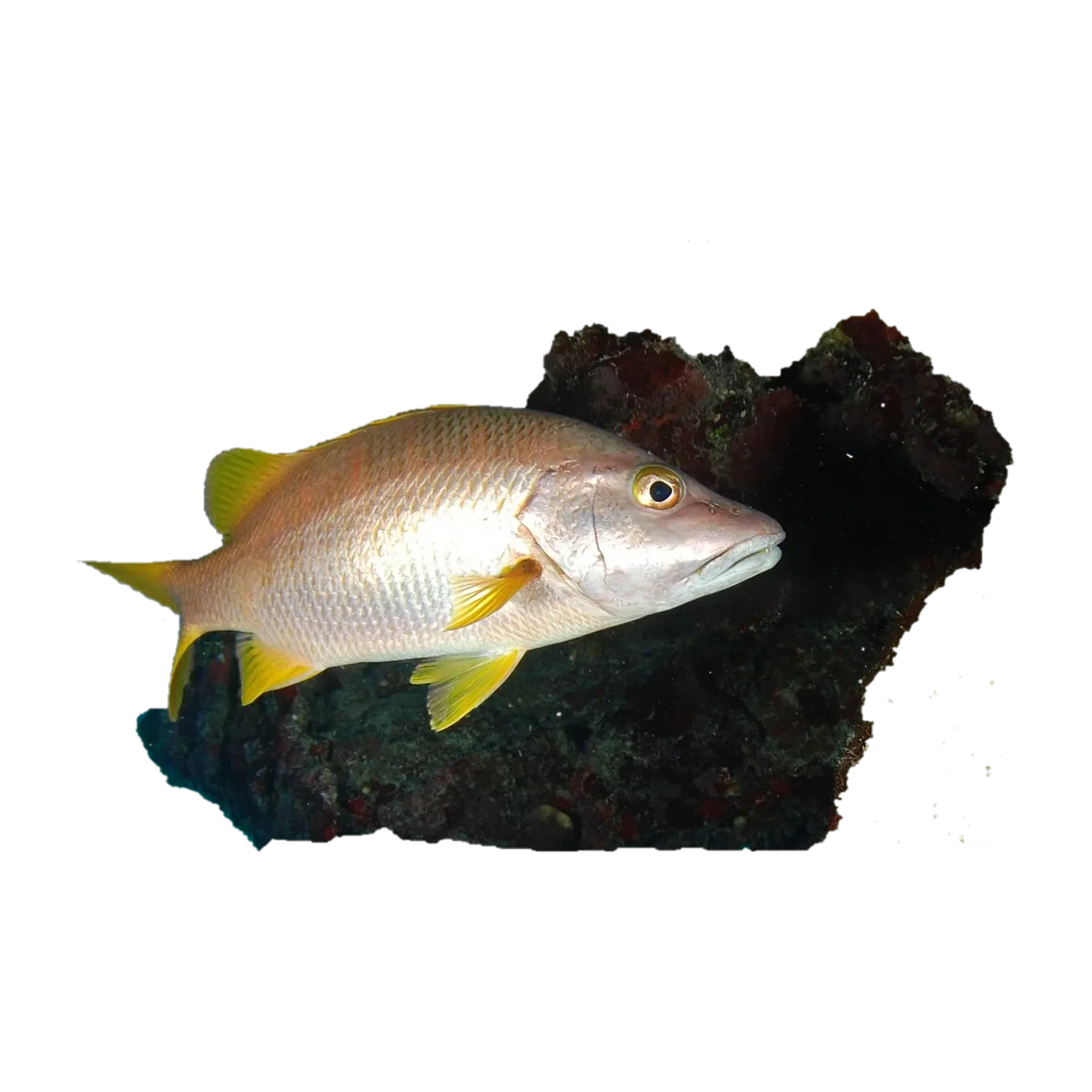schoolmaster (Lutjanus apodus) specimen