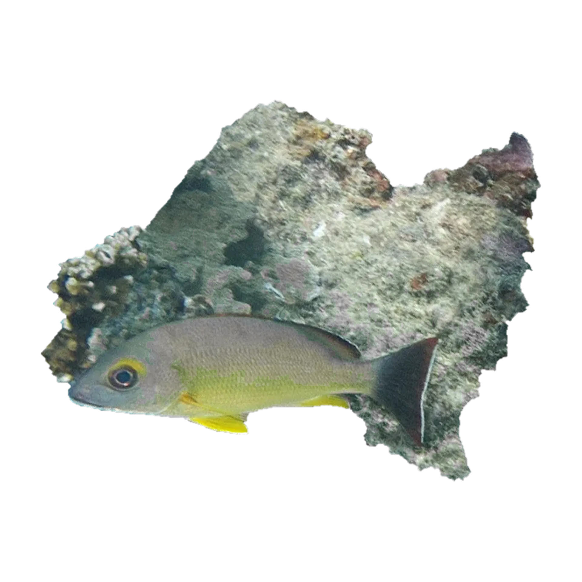 blacktail snapper (Lutjanus fulvus) specimen