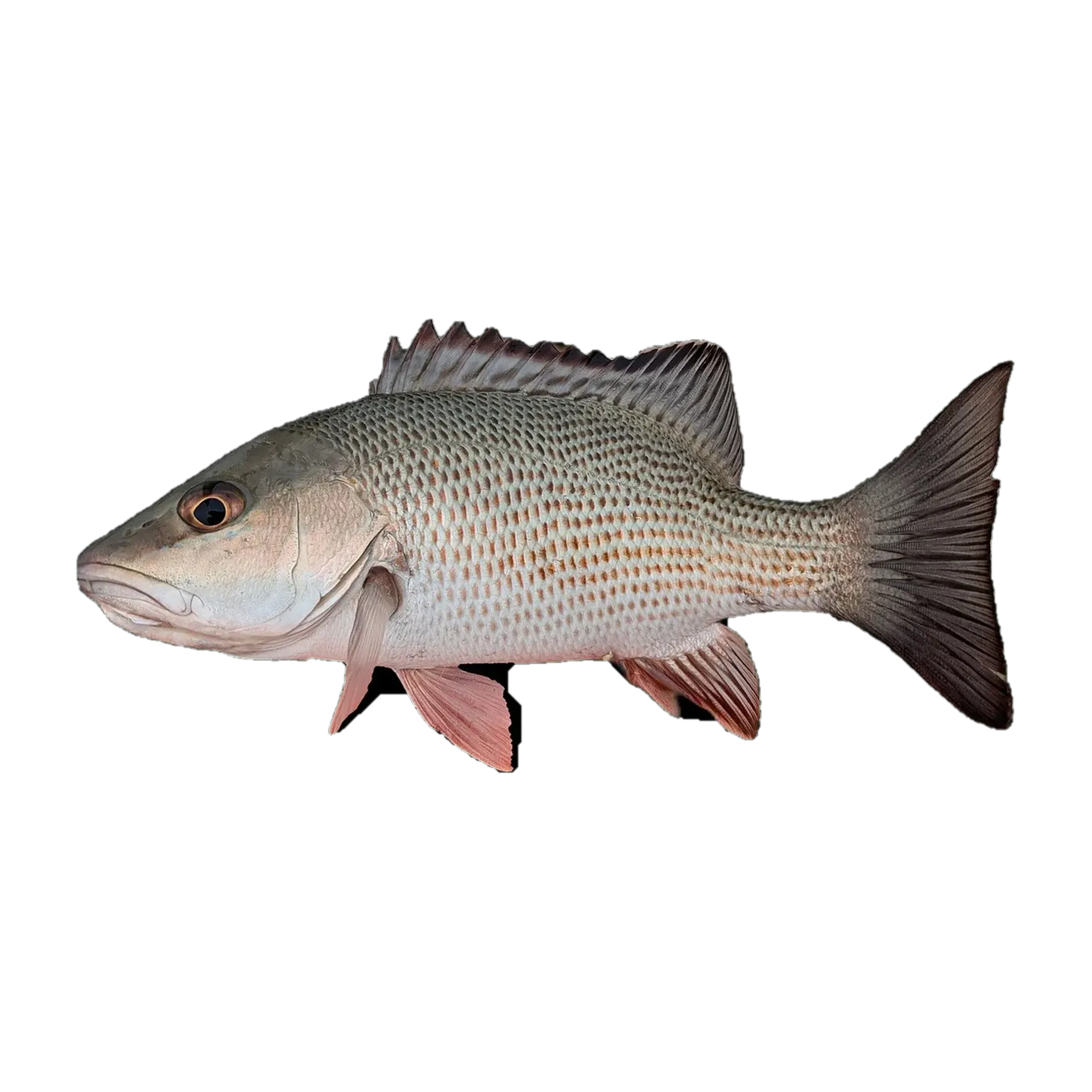 gray dog (Lutjanus griseus) specimen