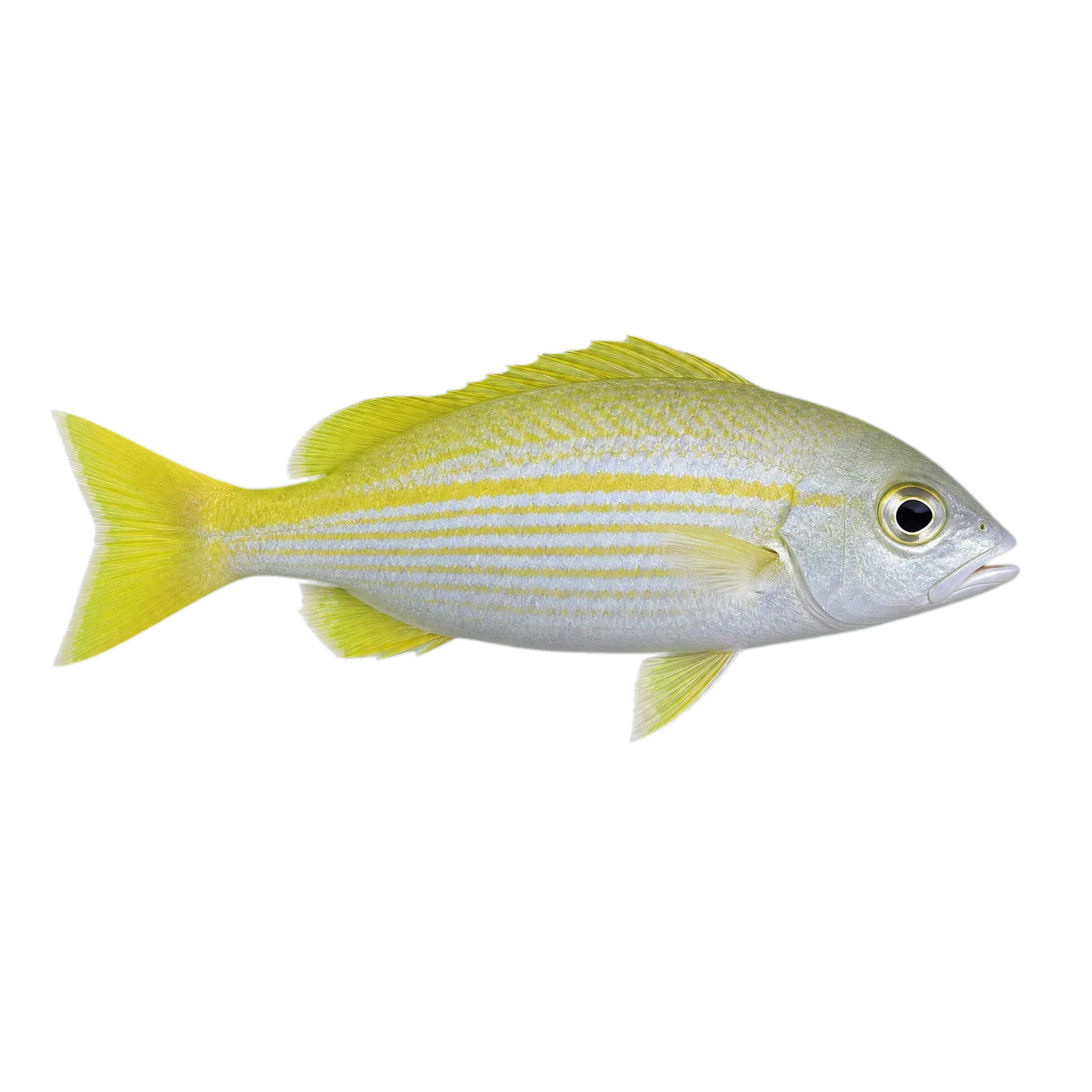 bigeye snapper (Lutjanus lutjanus) specimen
