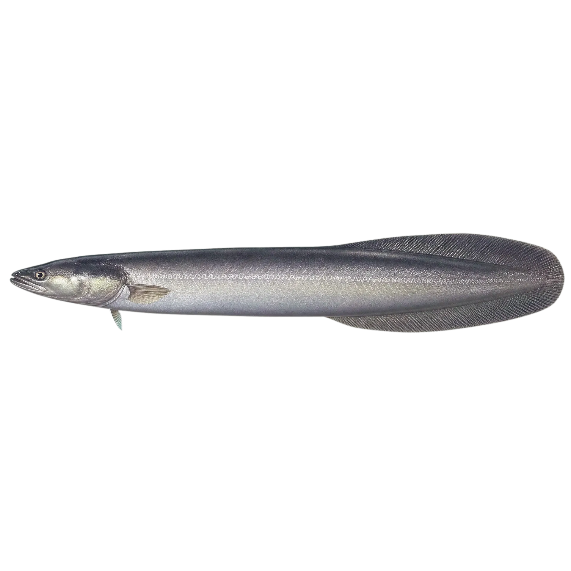 Snakehead eelpout (Lycenchelys crotalinus) specimen