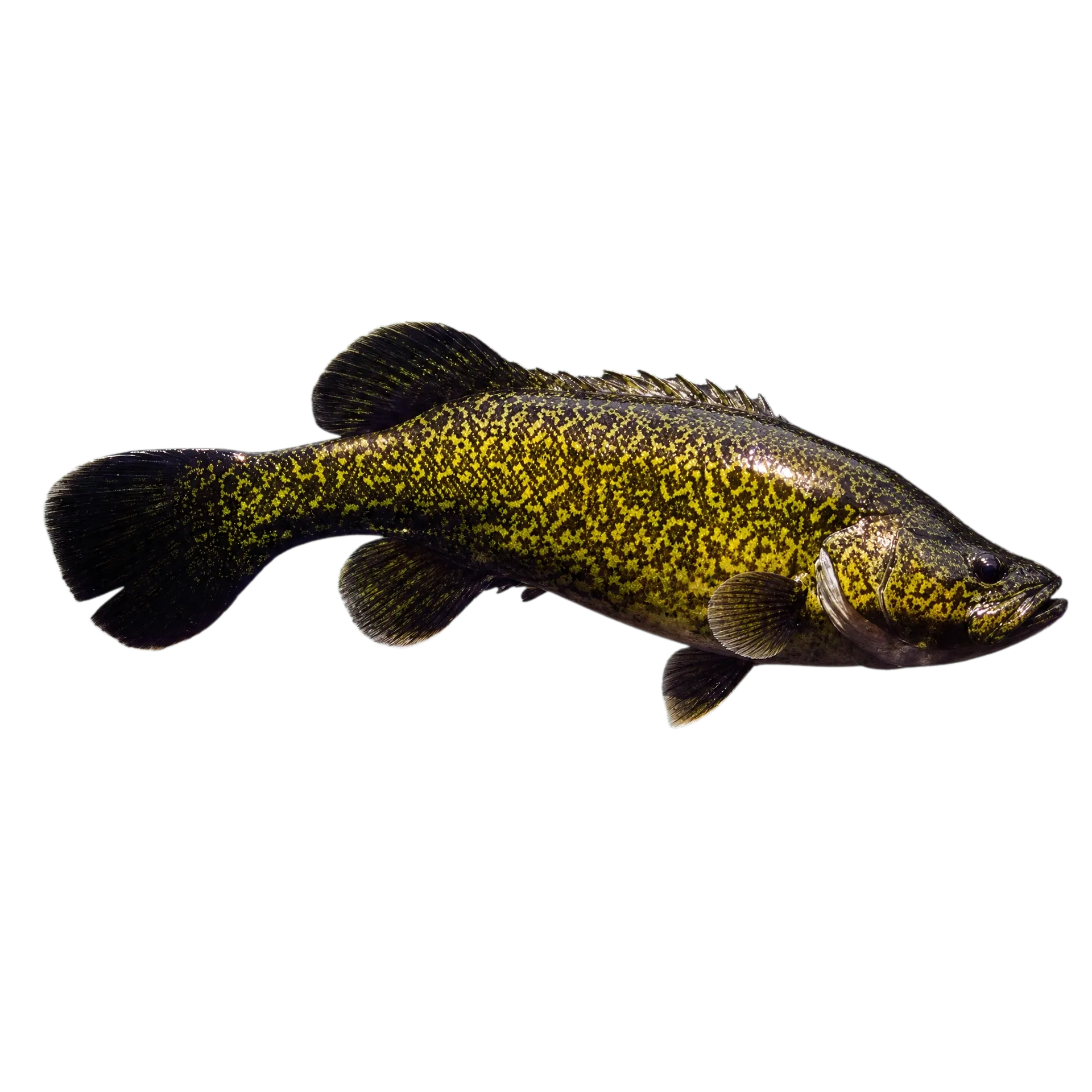 Eastern freshwater cod (Maccullochella ikei) specimen