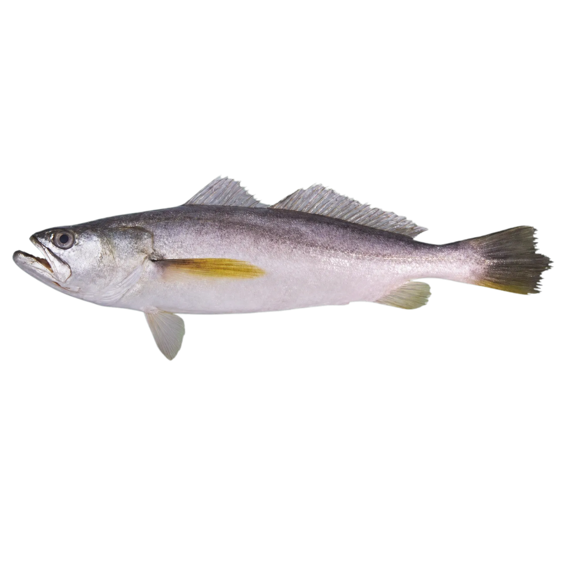 Dogteeth weakfish (Macrodon mordax) specimen