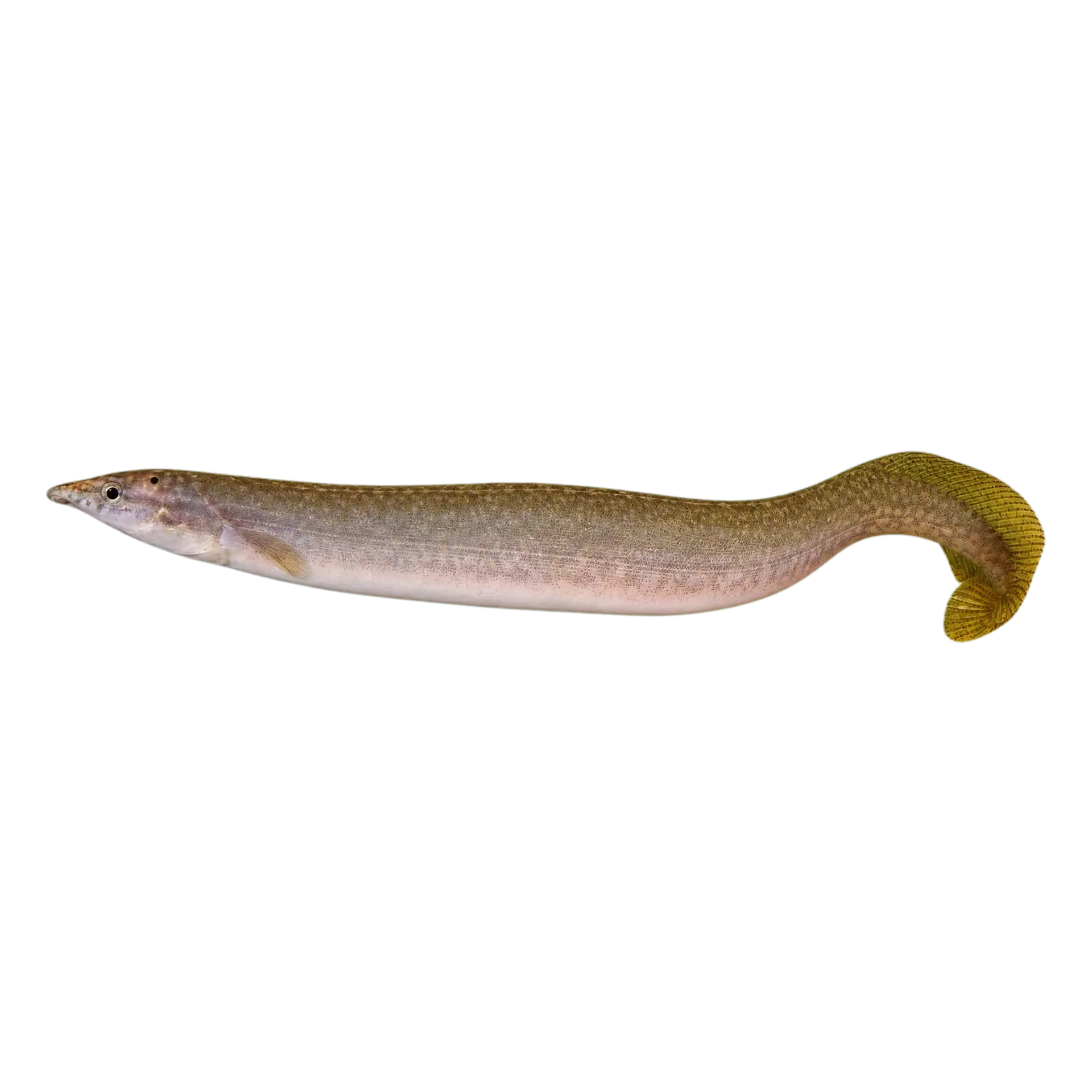 Yellow banded spiny eel (Macrognathus fasciatus) specimen