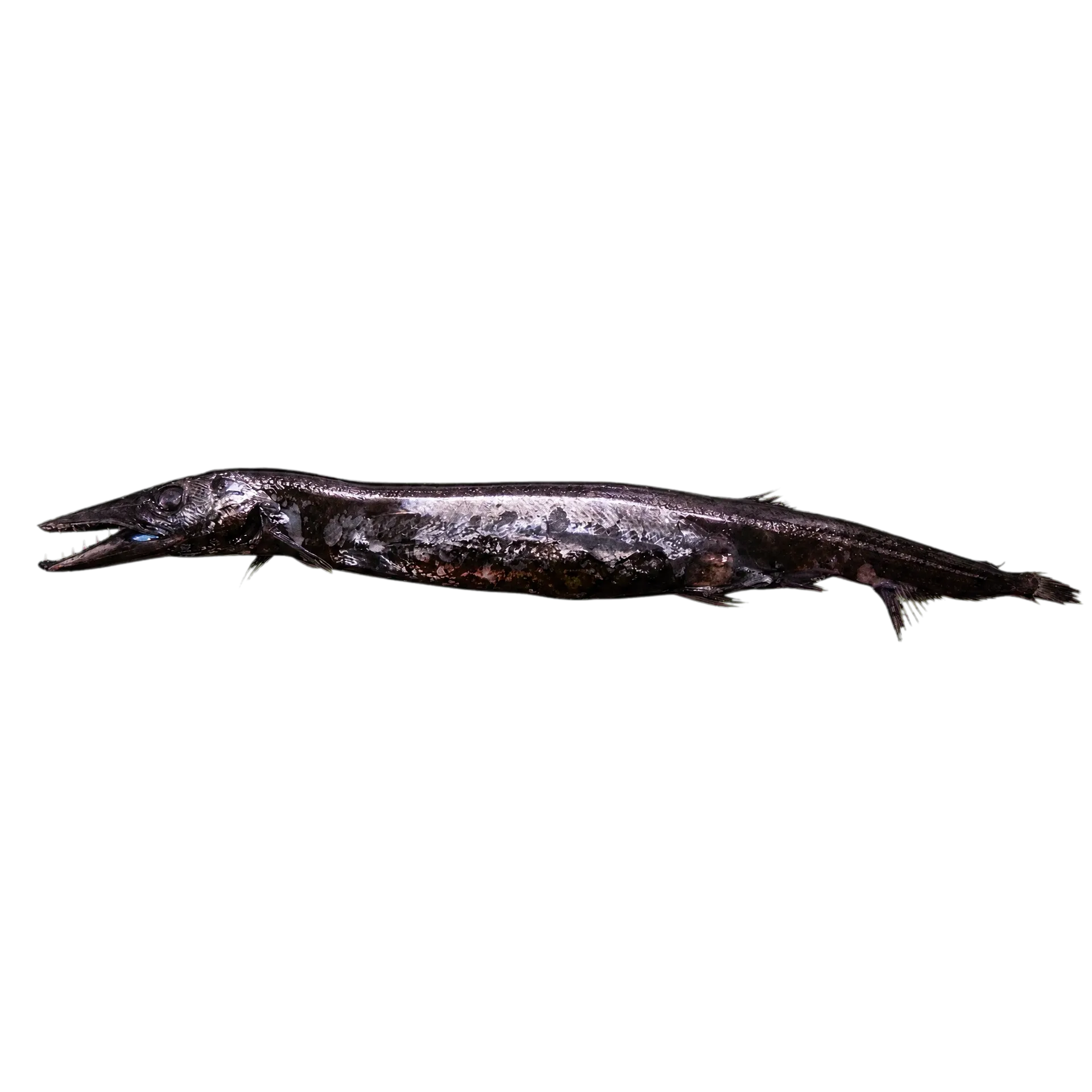 Black barracudina (Macroparalepis nigra) specimen