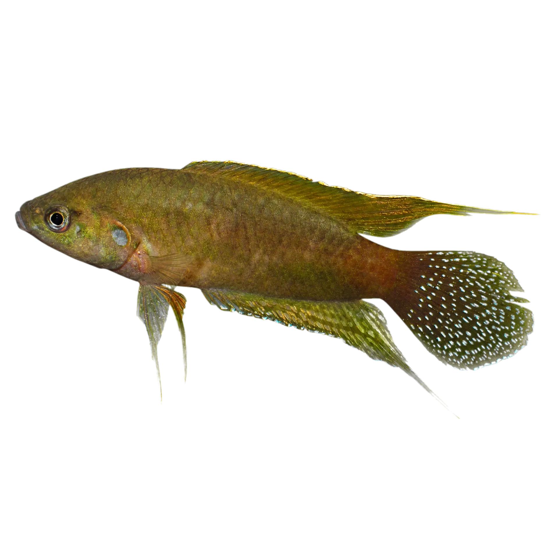 Round tail paradisefish (Macropodus ocellatus) specimen