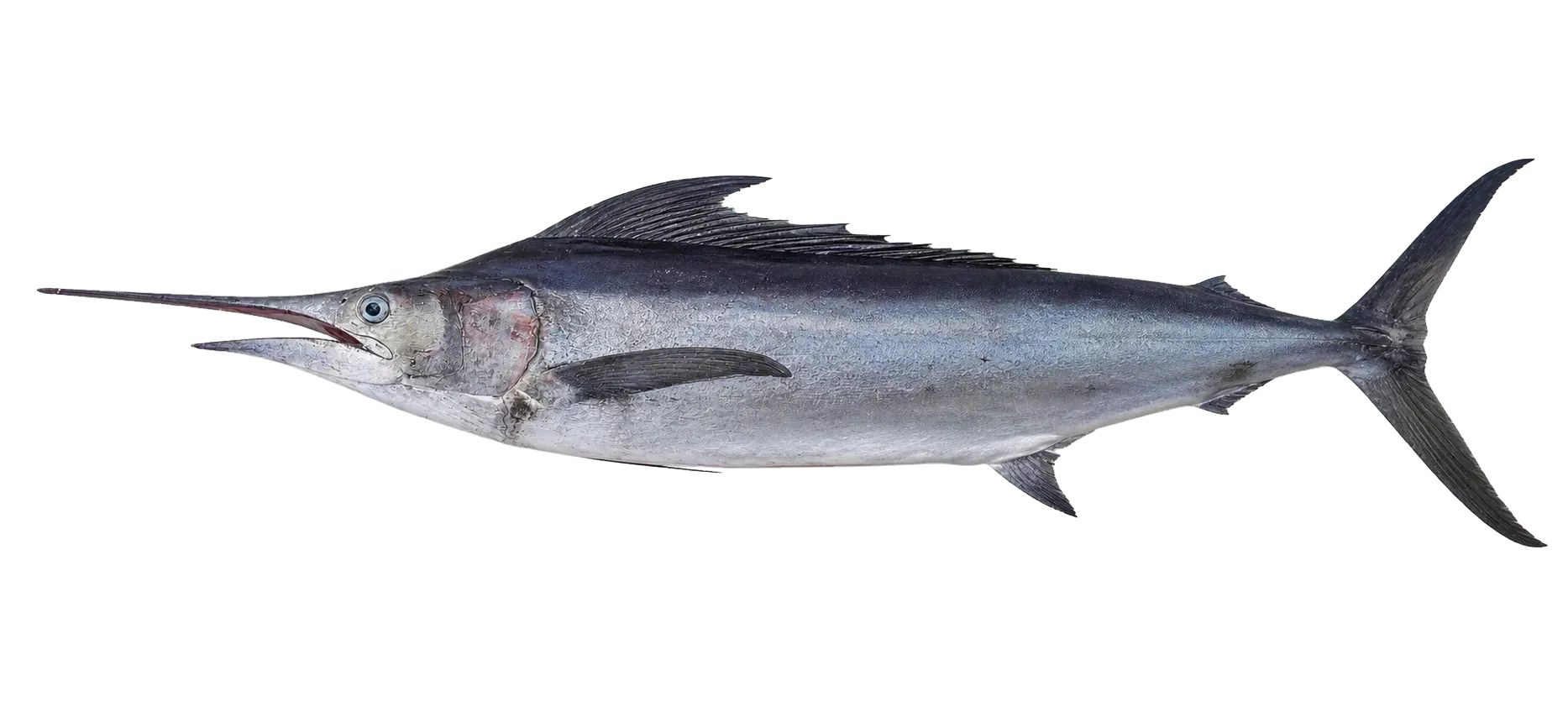 Atlantic blue marlin (Makaira nigricans) specimen