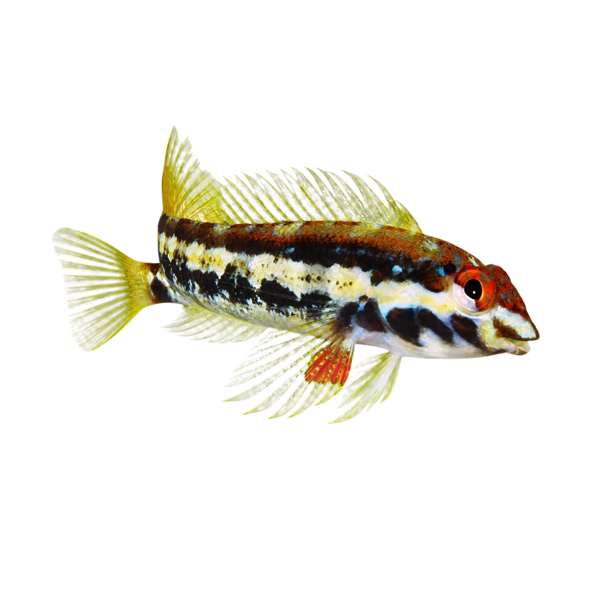 Trindade scaled-blenny (Malacoctenus brunoi) specimen