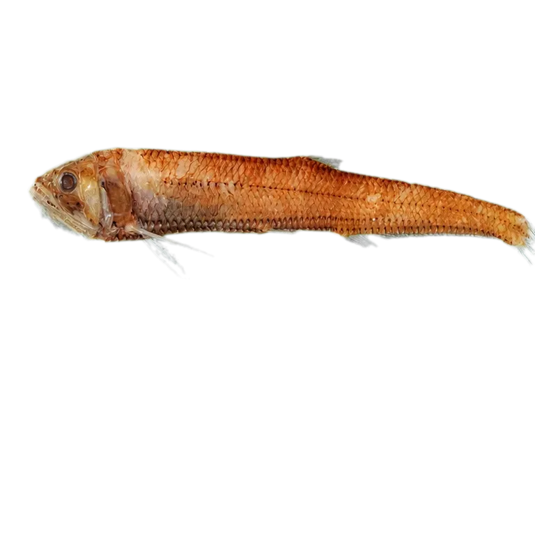 Atlantic Manducus (Manducus maderensis) specimen
