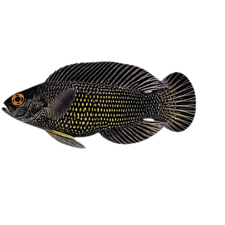 False midnight dottyback (Manonichthys winterbottomi) specimen
