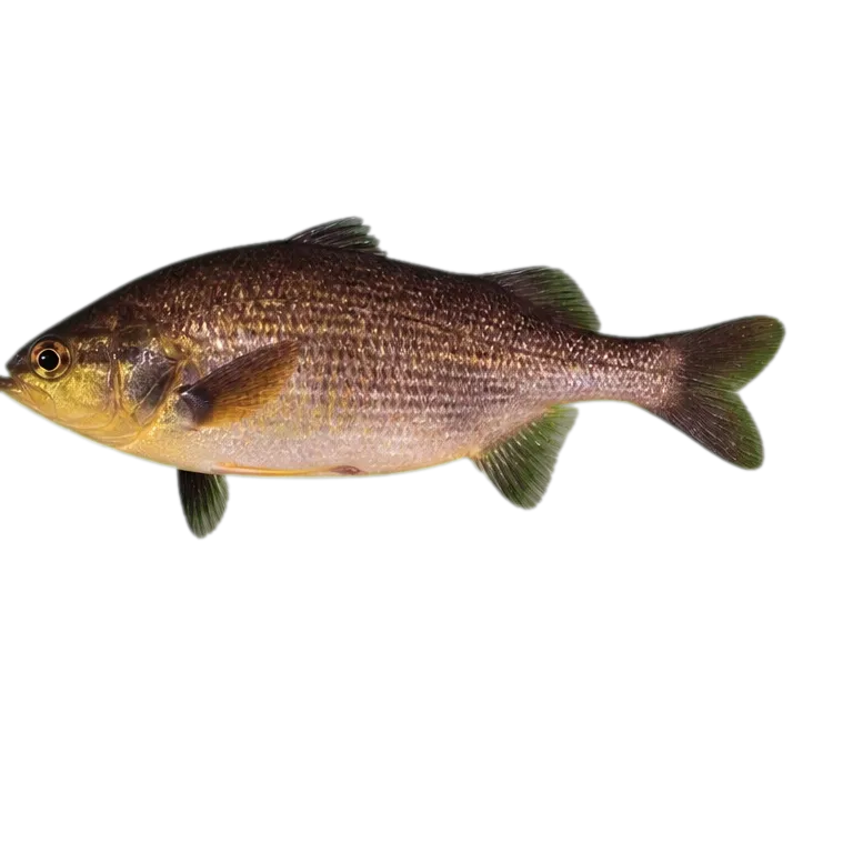 Upper Zambezi Bulldog (Marcusenius altisambesi) specimen