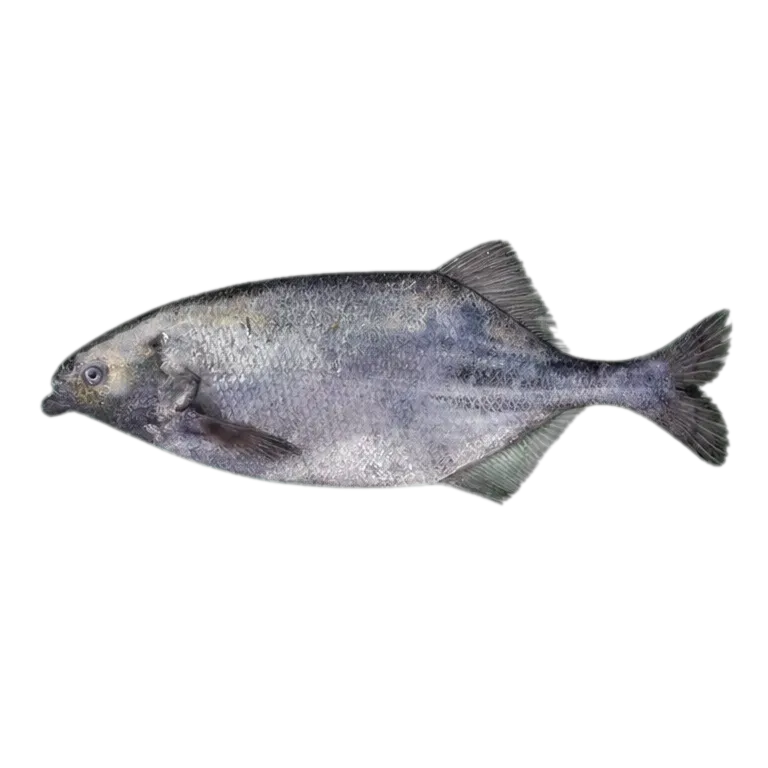 Livingstone's Bulldog (Marcusenius livingstonii) specimen