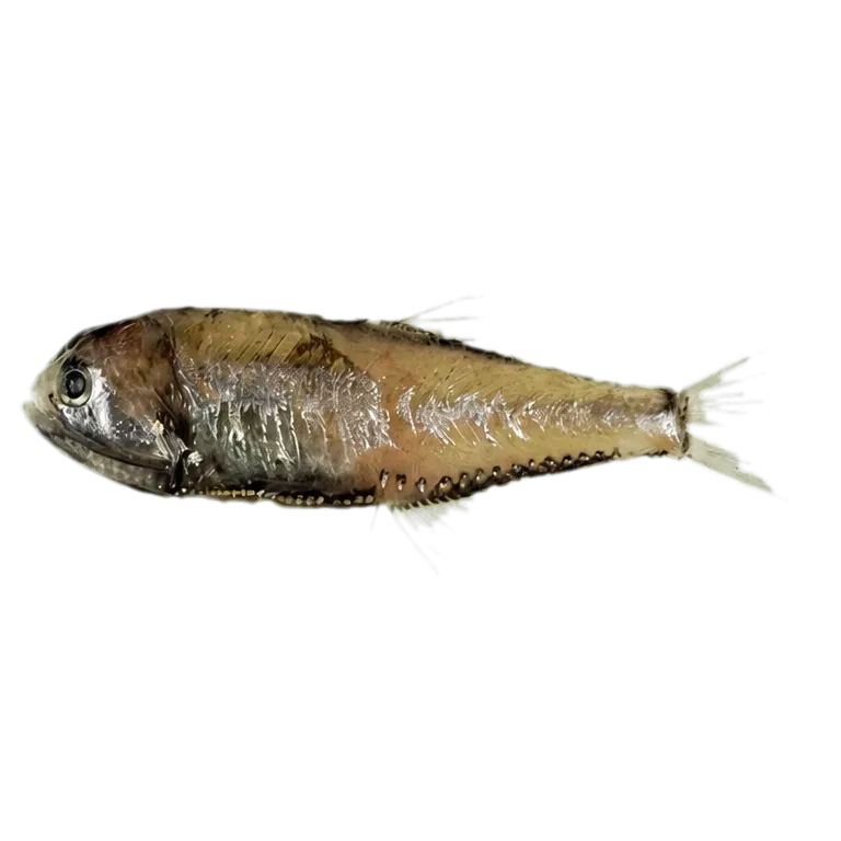 Bighead portholefish (Margrethia obtusirostra) specimen