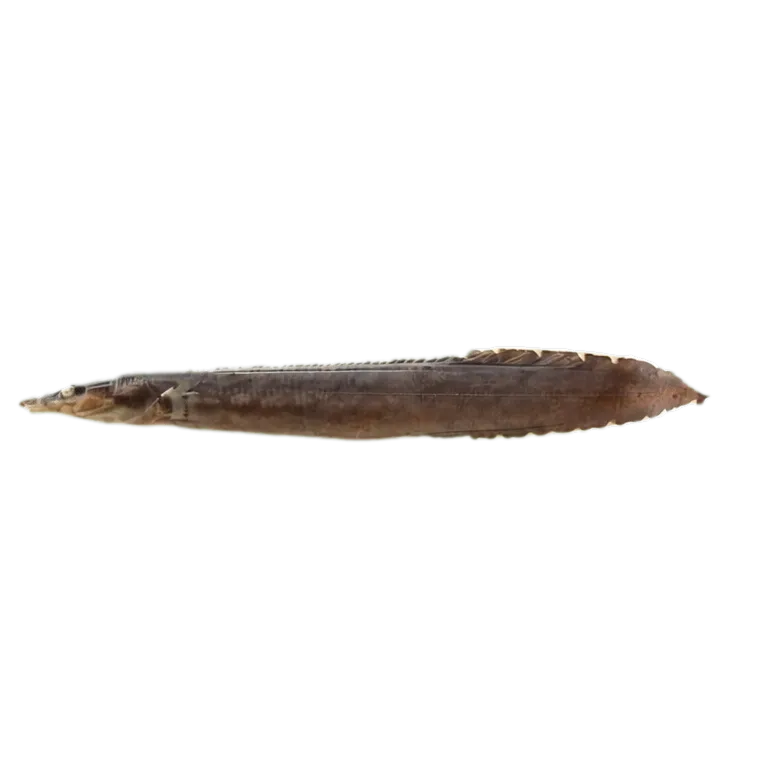 Mastacembelus unicolor (Mastacembelus unicolor) specimen