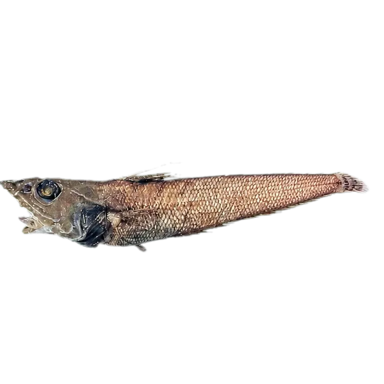 Mataeocephalus adustus (Mataeocephalus adustus) specimen