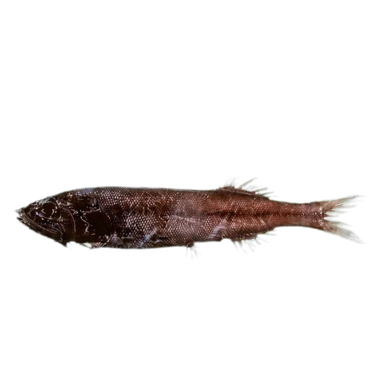 Sharpsnout tubeshoulder (Maulisia acuticeps) specimen