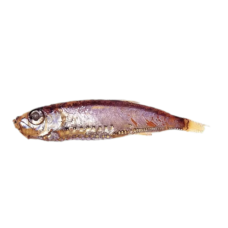 Maurolicus stehmanni (Maurolicus stehmanni) specimen