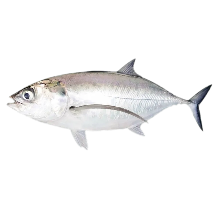 torpedo scad (Megalaspis cordyla) specimen
