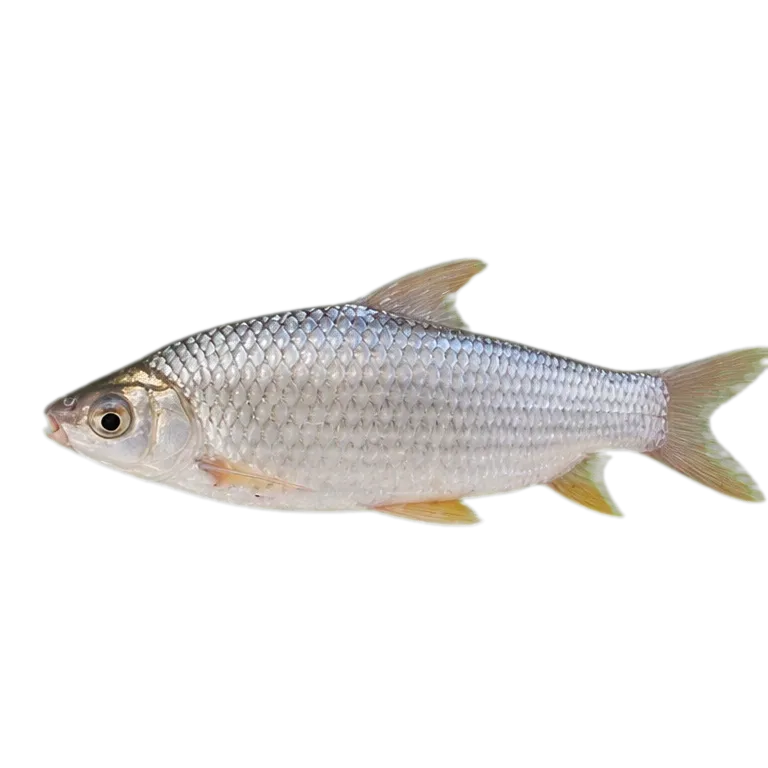 Megaleporinus reinhardti (Megaleporinus reinhardti) specimen