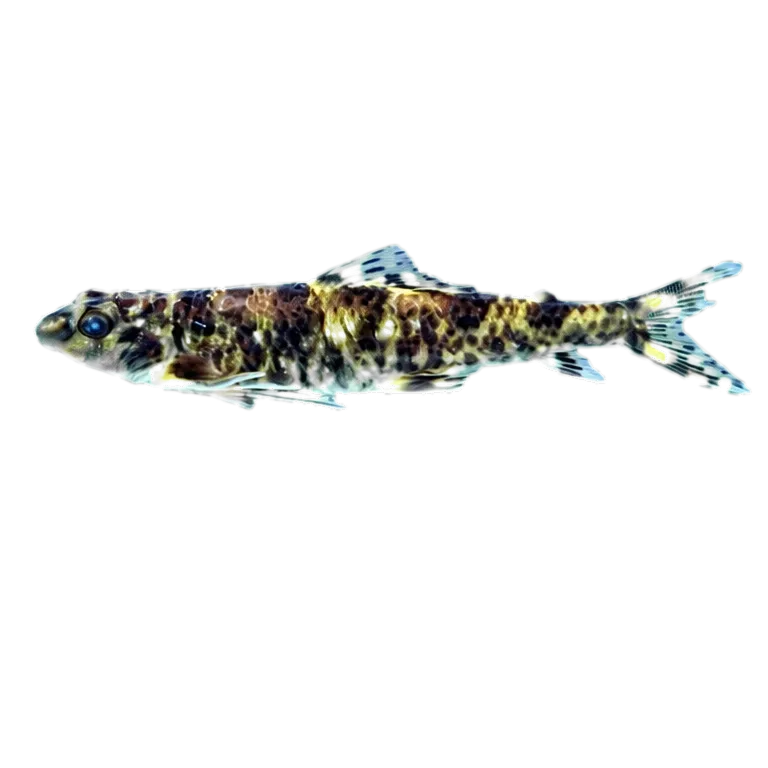 Melanocharacidium pectorale (Melanocharacidium pectorale) specimen