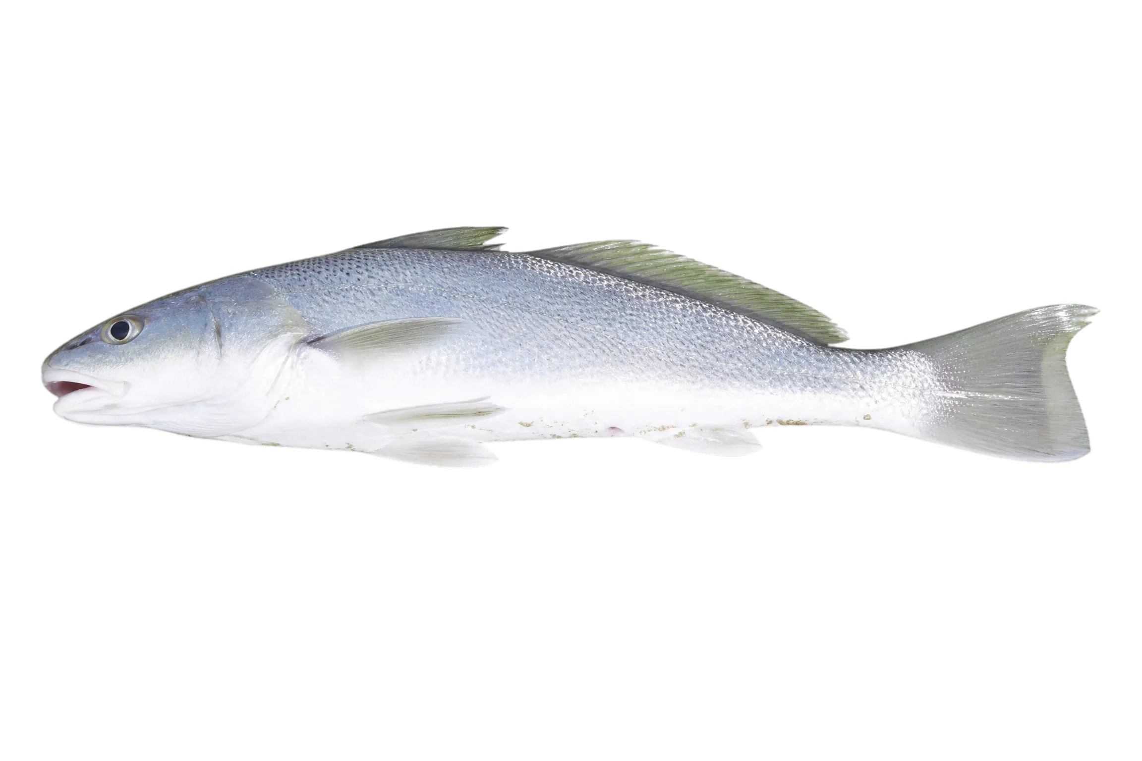 Gulf Kingfish (Menticirrhus cuiaranensis) specimen