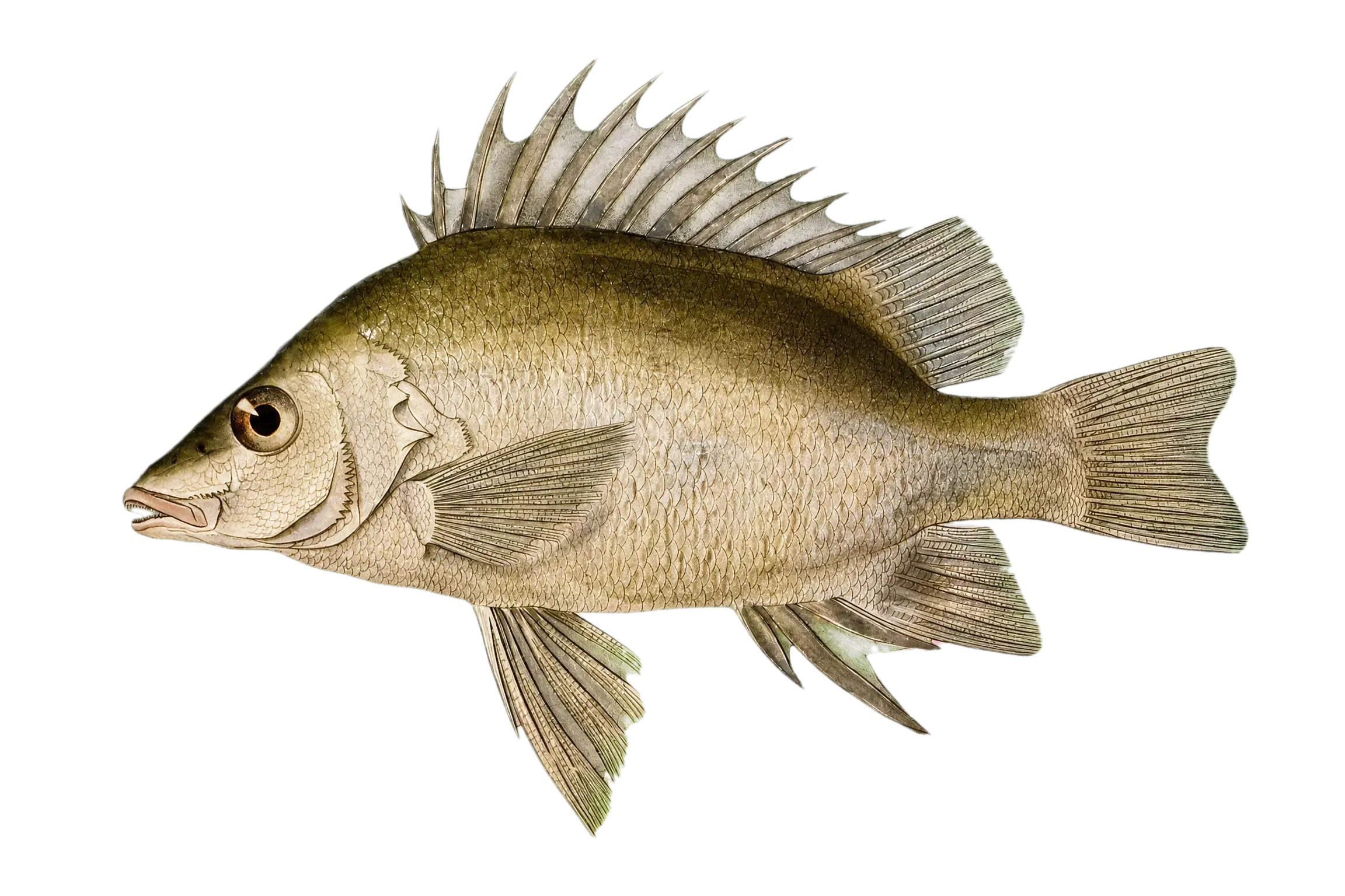 Silver grunter (Mesopristes argenteus) specimen