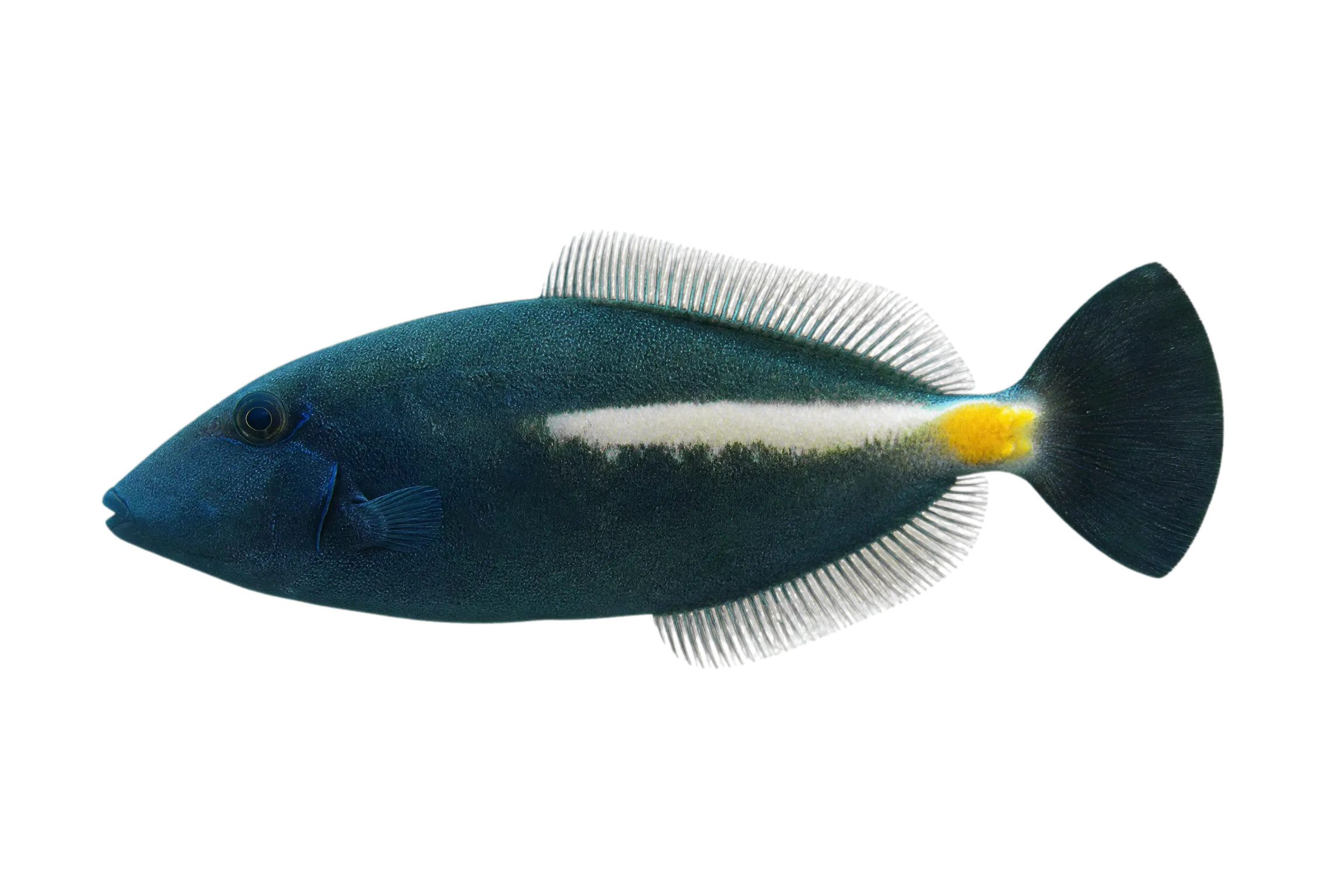 Yellow-striped leatherjacket (Meuschenia flavolineata) specimen