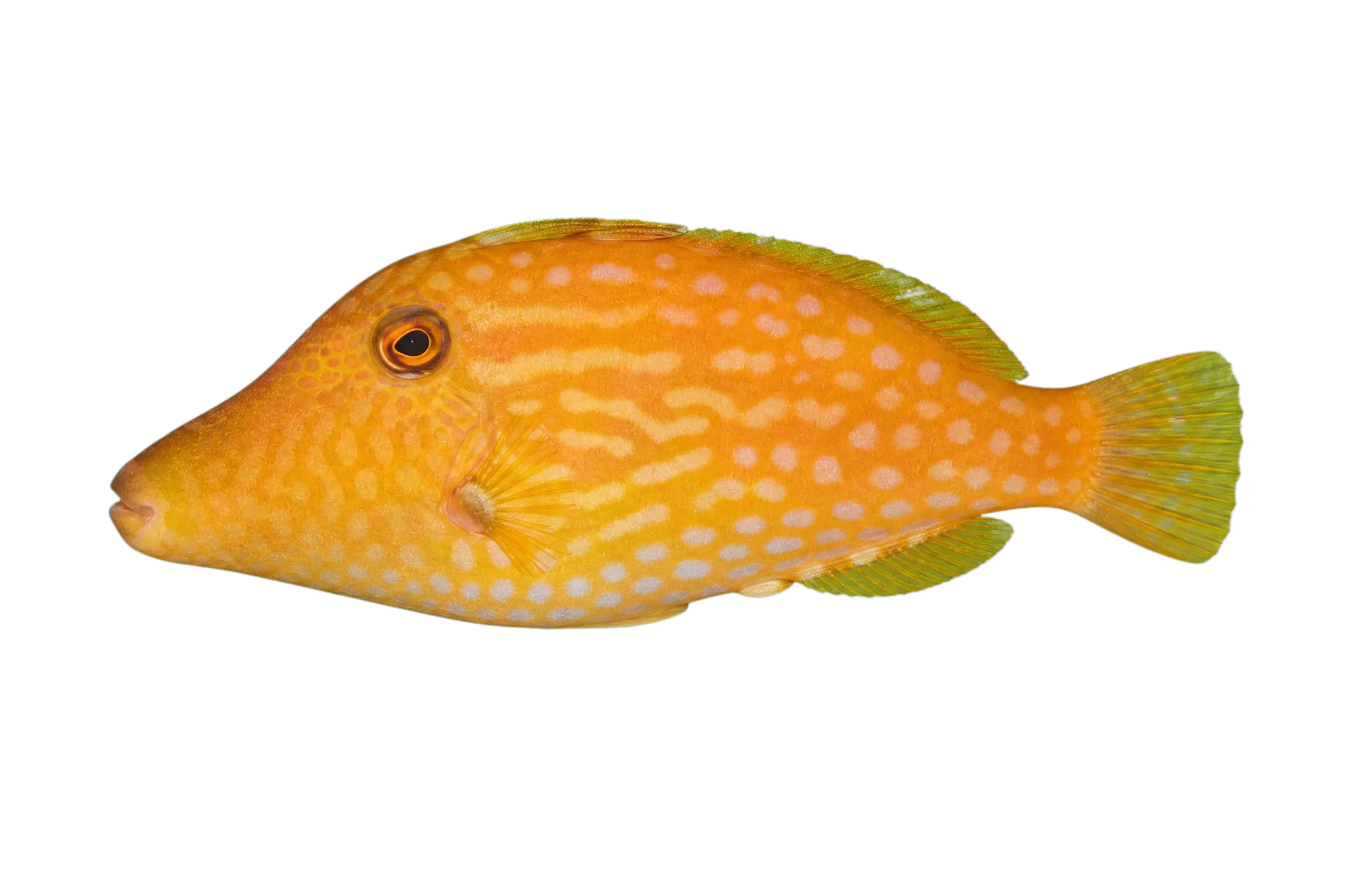 Blue-lined leatherjacket (Meuschenia galii) specimen